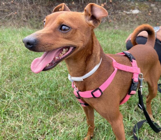 Red: allegro Pinscher di 5 anni desidera una nuova e affettuosa famiglia