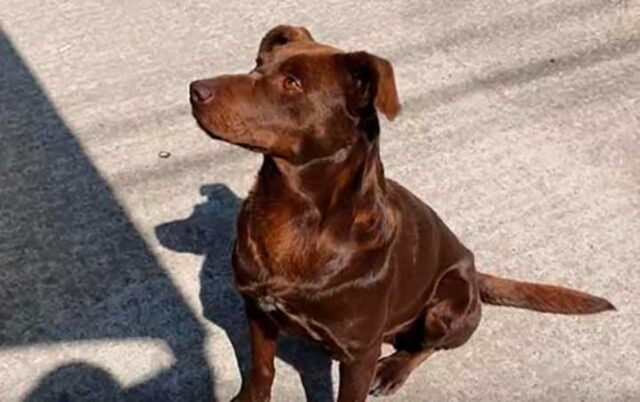 Remy, la cagnolina aspetta ogni giorno che qualcuno la salvi