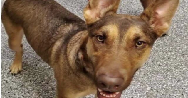 Roadie, il cane trovato con un messaggio in bottiglia legato al collare