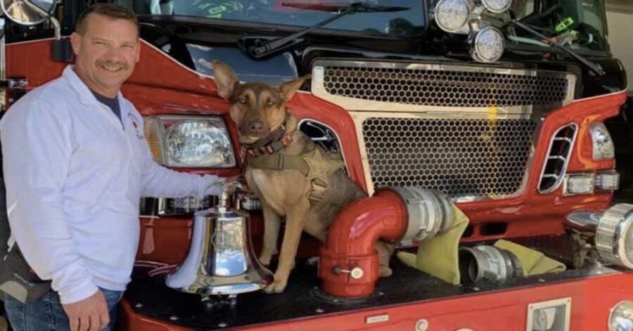 cane sul camion dei pompieri