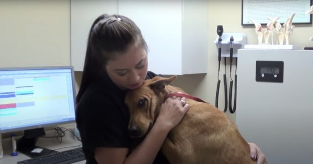 Robin, la cagnolina salvata pochi minuti prima di essere soppressa