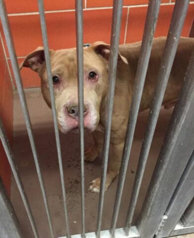 Roosevelt, il cagnolone malato terminale salvato da due ragazze