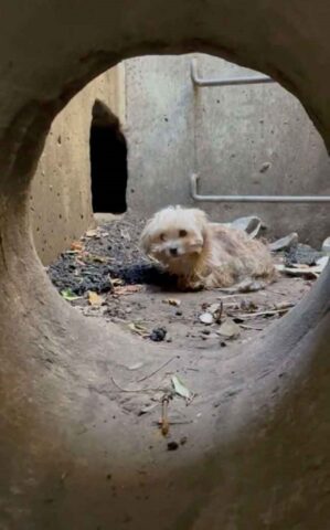 Rusty, il cagnolino rimasto intrappolato in un canale di scolo