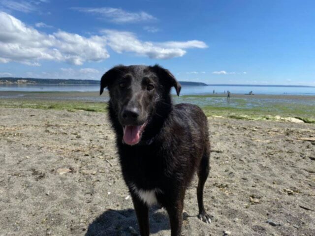 Sammy, la cagnolona rimasta sotto le macerie per sei giorni