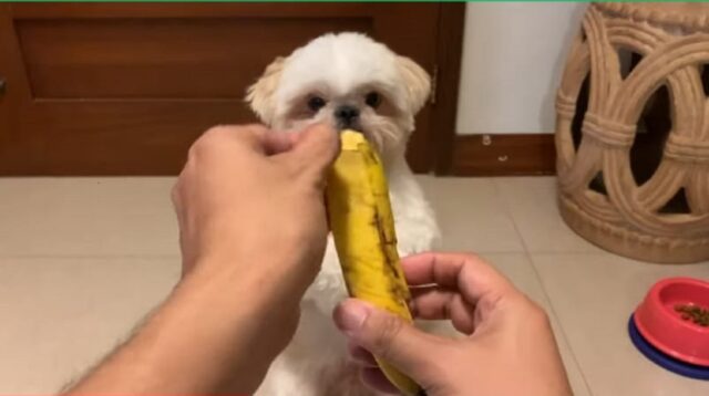 simpatico cagnolino mangia una banana