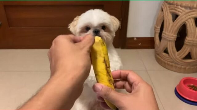 Simpatico cagnolino mangia una banana per la prima volta (VIDEO)