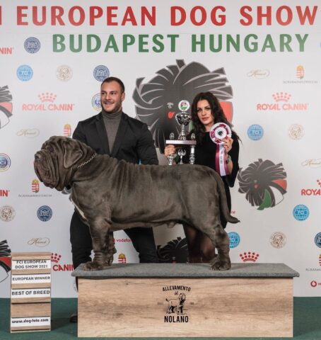 Stallone, il Mastino Napoletano di Scisciano è il cane più bello d’Europa