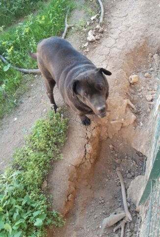 Stella, la cagnolina rimasta sola è alla ricerca di una famiglia