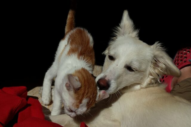 Sterling, il cagnolone che non voleva lasciare il rifugio senza il suo amico gatto