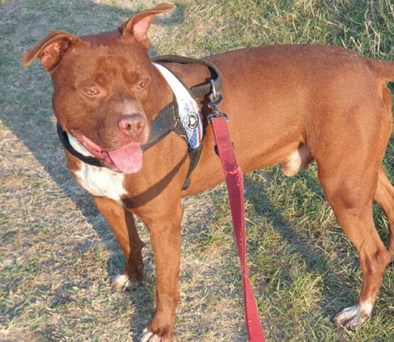 Steve: piccolo Amstaff alla ricerca di un padrone con cui giocare