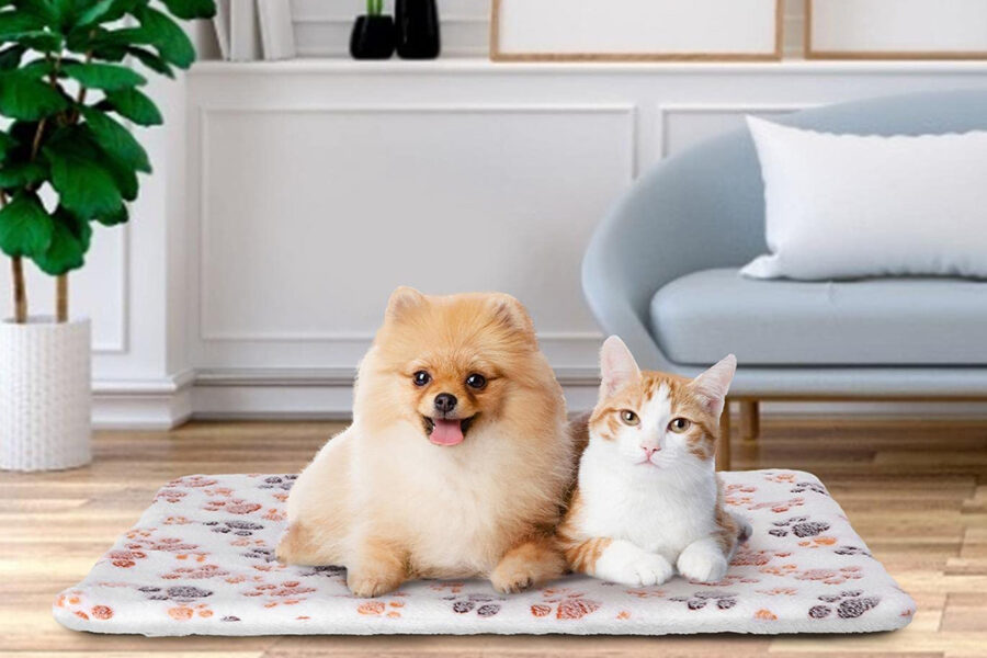 cane e gatto su tappeto
