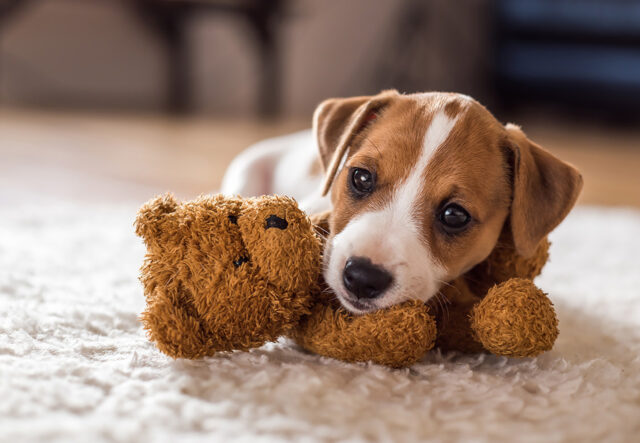 5 tappetini riscaldanti per cani, il massimo comfort durante l’inverno