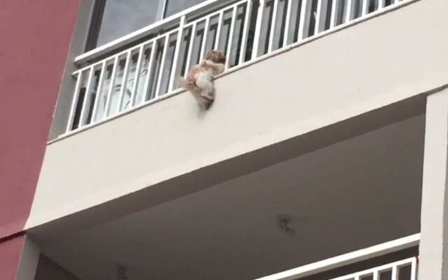 Tina, la cagnolina che si è lanciata dal balcone a causa dei fuochi d’artificio