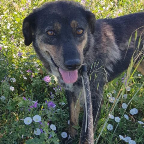 Trinity, la cagnolina che cerca il suo riscatto è alla ricerca di una famiglia