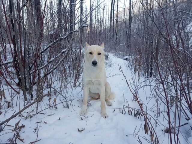 Willow, la cagnolina trovata nel bosco con le zampe rotte