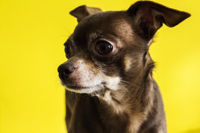 Se vedete un cane indossare il giallo lasciategli spazio: il bellissimo progetto