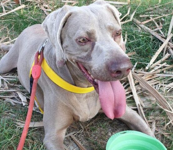 Zara: gentile Weimaraner cerca un’adozione che le cambi la vita