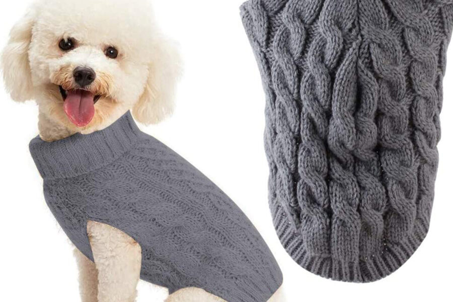 cane con maglione di lana