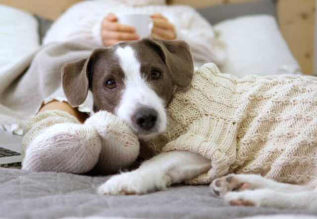 5 abiti invernali per il cane anziano, i migliori per Fido