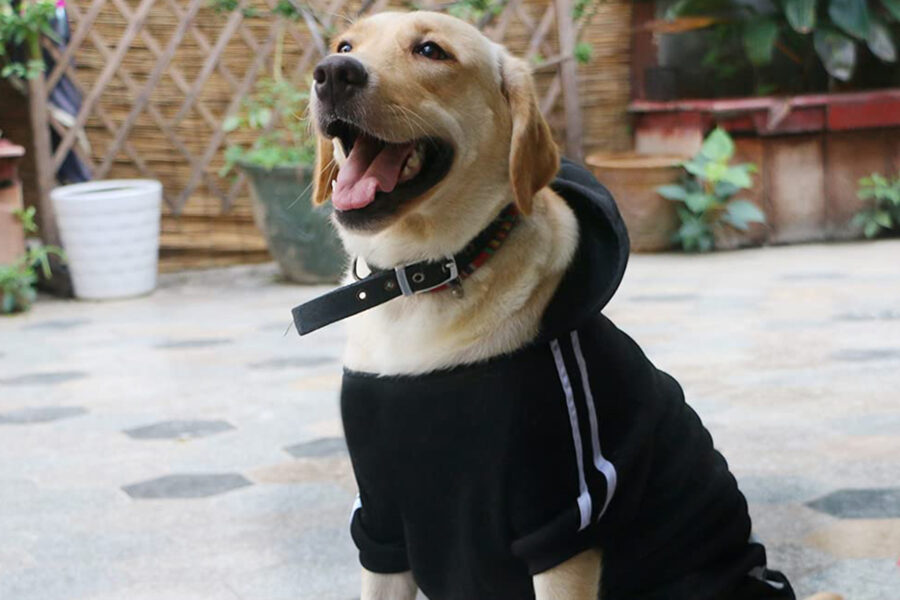 cane labrador con felpa e cappuccio