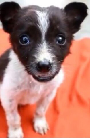 Cucciolo di cane trovato al freddo e al gelo salvo per un pelo