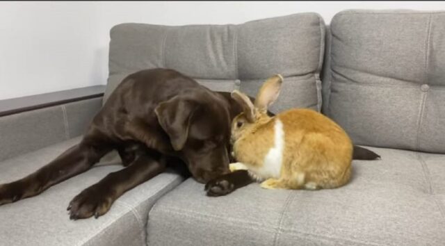 adorabile cagnolino incontra un coniglio