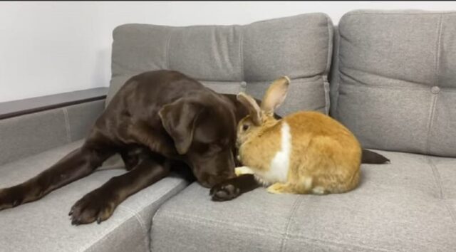 Adorabile cagnolino incontra un coniglio per la prima volta (VIDEO)