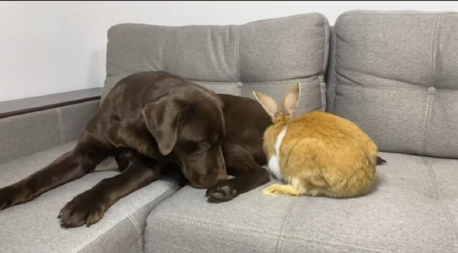 video di un adorabile cagnolino