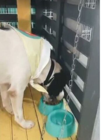 Cucciolo di cane diventa la mascotte ufficiale di una farmacia