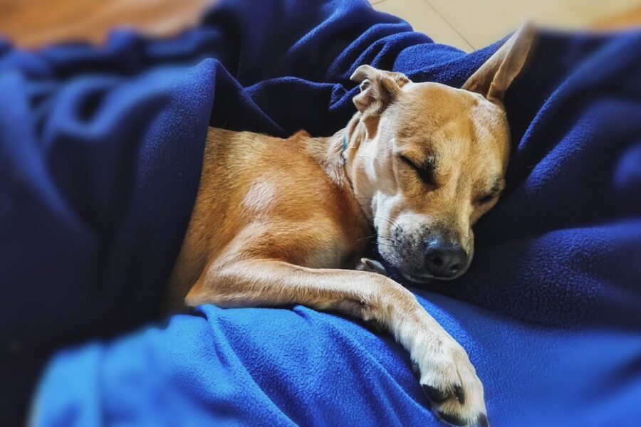 cane che dorme sotto la coperta