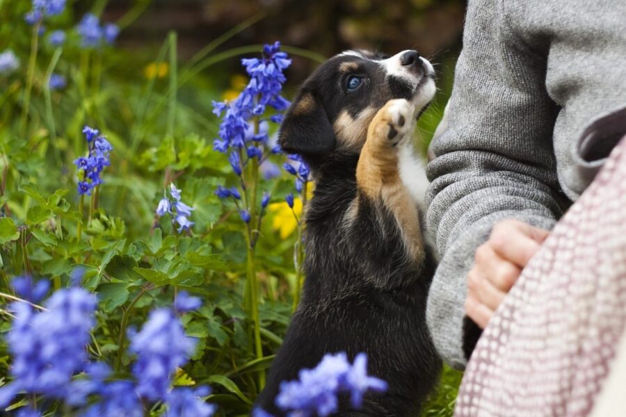 cucciolo di cane tra i fiori