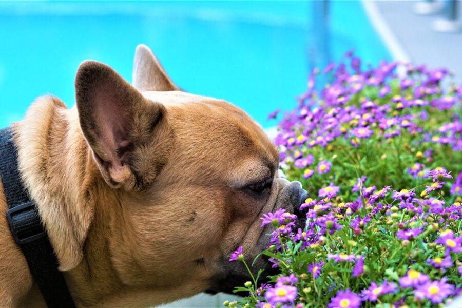 cane che annusa i fiori
