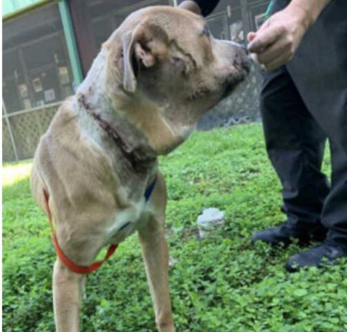 Cucciolo di cane sfinito dai continui maltrattamenti ora è salvo