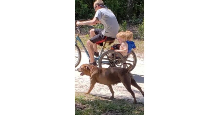 bambino smarrito con autismo è stato ritrovato sano e salvo grazie ai cani di famiglia