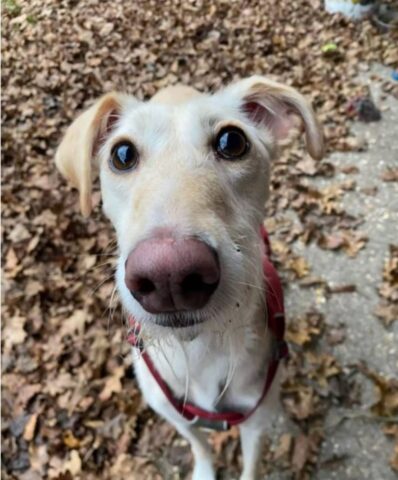 Cucciola di cane dolcissima cerca conforto coccolando i giocattoli