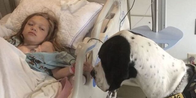 Il cane terapista aiuta una ragazza con la sindrome di Morquio a camminare di nuovo
