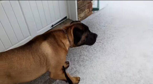 bellissimo cucciolo vede la neve