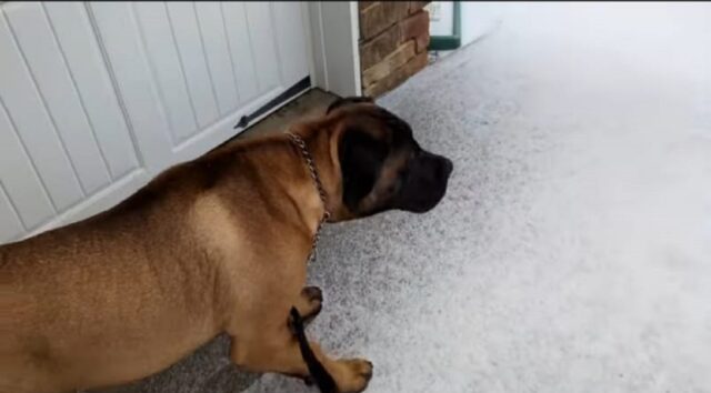 Bellissimo cucciolo vede la neve per la prima volta (VIDEO)