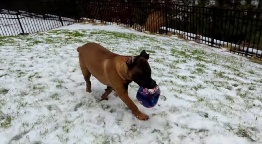 bellissimo cucciolo vede la neve per la prima volta