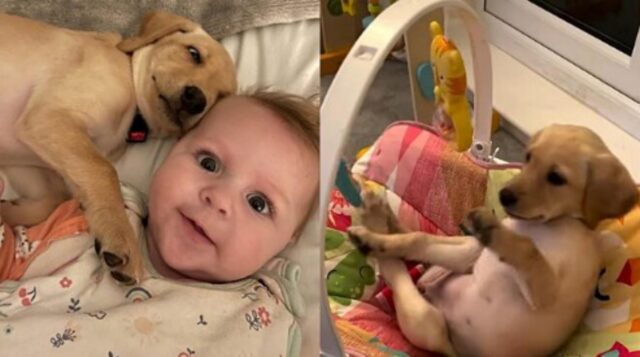 Il cagnolino e la bambina condividono i giocattoli e la scena è molto tenera