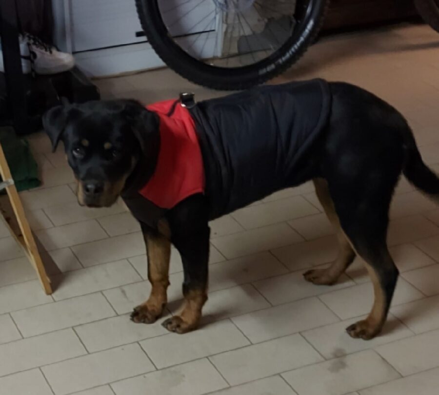 cagnolina pettorina rossa collo 