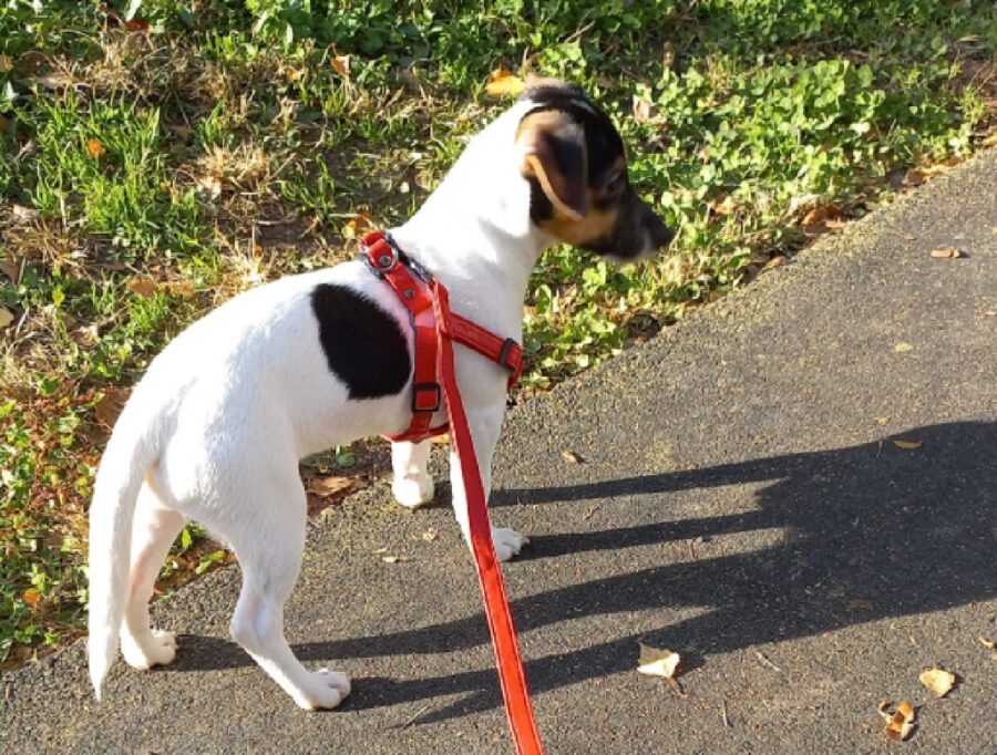 cagnolina kira jack russell tricolore 