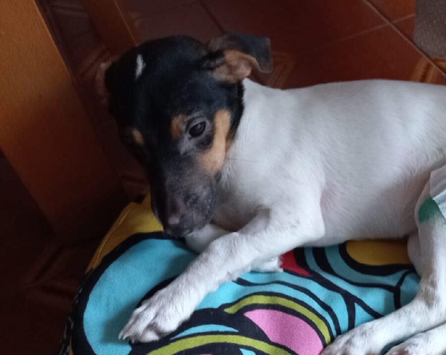 cane jack russell sopra cuccia