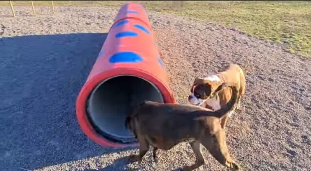 due boxer vanno al parco per cani
