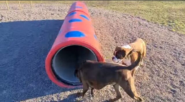 Boxer vanno al parco per la cani per la prima volta (VIDEO)