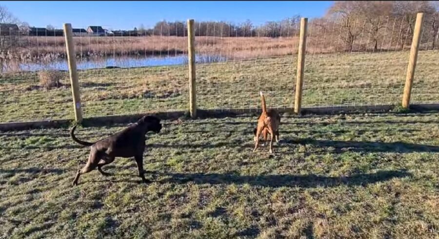 boxer vanno al parco per cani per la prima volta