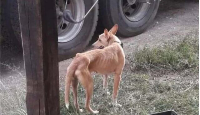 Cucciola di cane lasciata sola e indifesa legata ad un palo