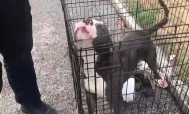 Cucciolo di cane abbandonato all’interno di una gabbia