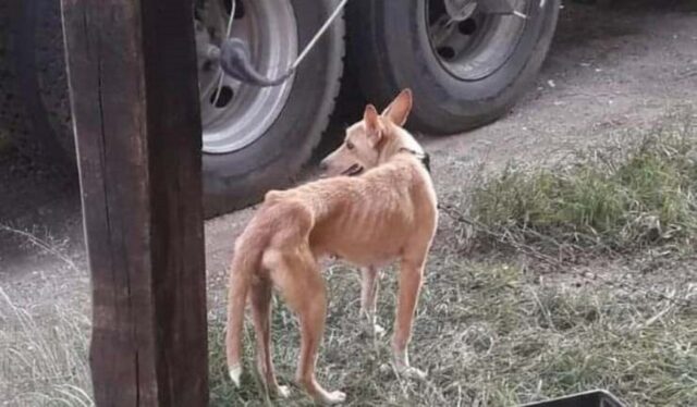 Cagnolina incatenata salvata dalla polizia grazie a una e-mail