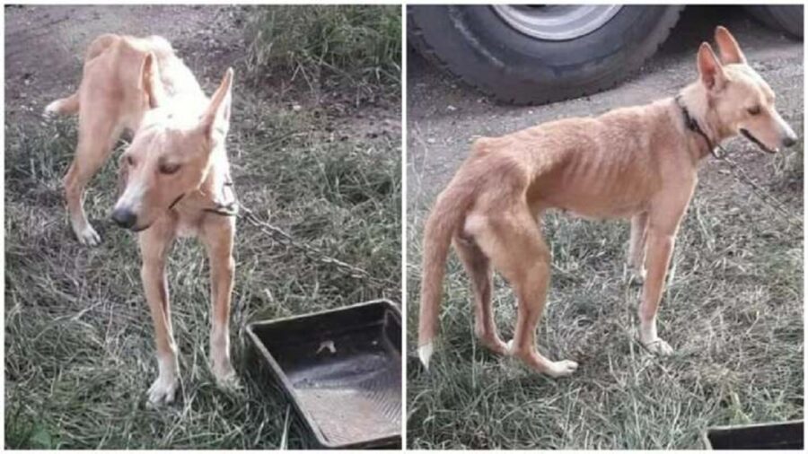 cagnolina salvata grazie a una e-mail